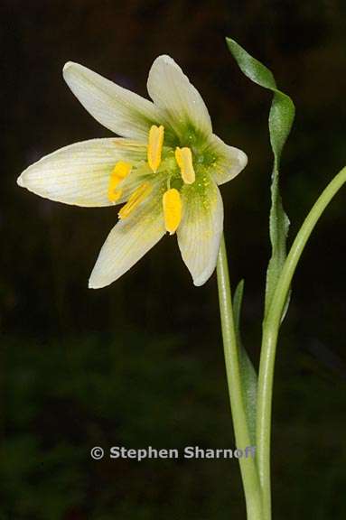 fritillaria liliacea 2 graphic